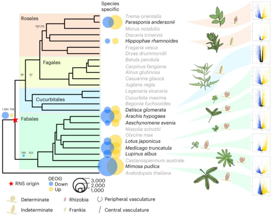 New OA Article'Comparative phylotranscriptomics reveals ancestral and derived root nodule symbiosis programmes' rdcu.be/deDu0

With N&V: 'Symbiosis: Intimacy stabilizes symbiotic nodulation' rdcu.be/deDu6

Transcriptomics of N-fixing plants and their symbionts
