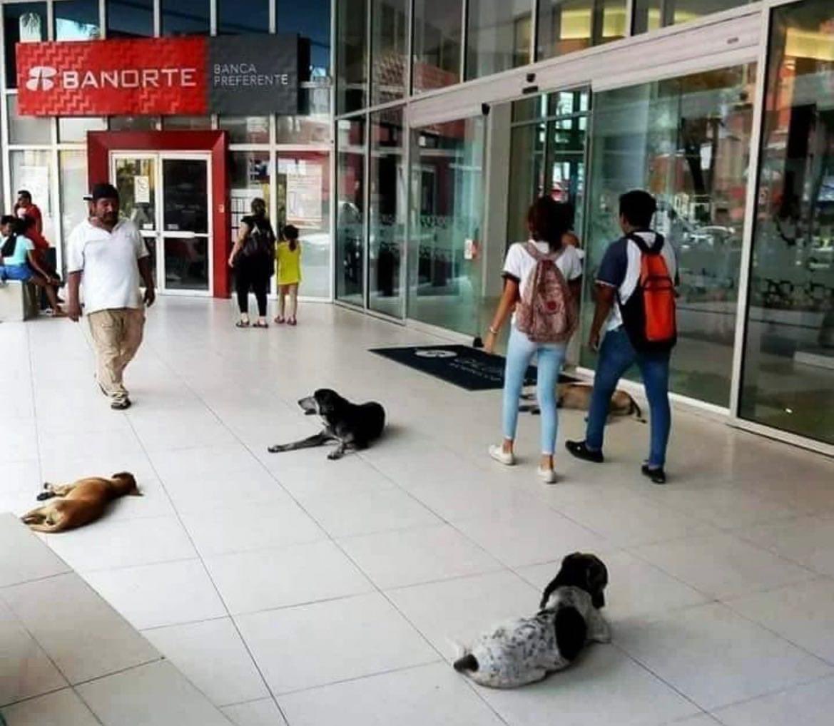 EmprendedorPol1's tweet image. #Entérate | 🐶 ☀️ Los perritos buscan lugares frescos para descansar en esta #OlaDeCalor Por favor sean empáticos y no los corran, ni los pateen. Ellos están en la calle por nuestra irresponsabilidad, por nuestro egoísmo y por nuestra ignorancia.