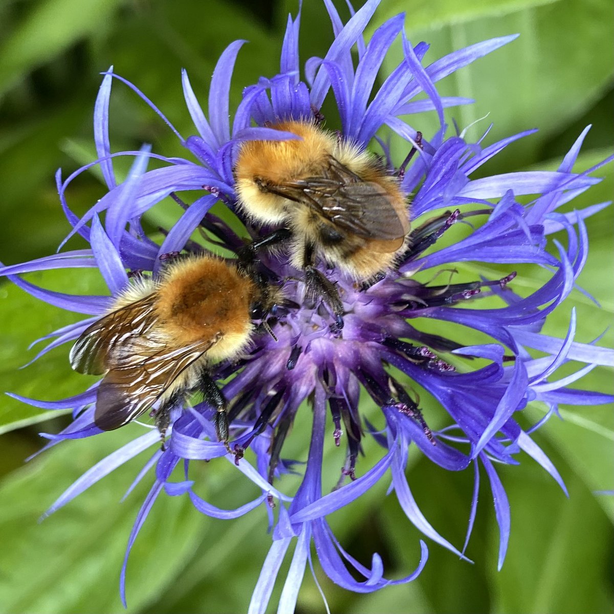 AiryFairyH's tweet photo. Our Orkney garden is full of bees long may this beautiful weather continue #orkney #Stronsay #bees #summer https://t.co/tCh2wfJw3B