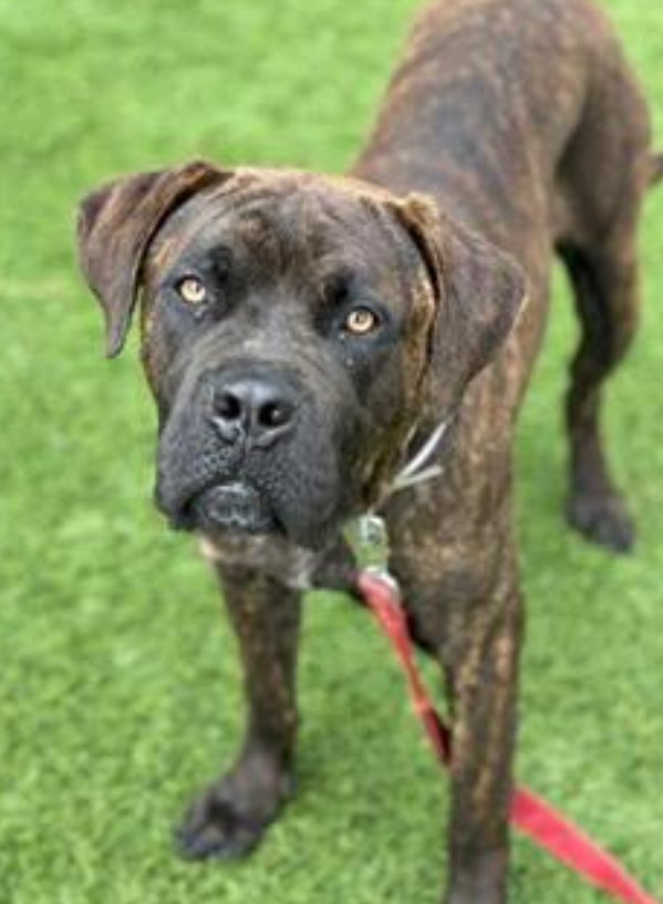🐾🐕🐾 Newly available for adoption at Downey #California ACC. Meet 2 yo #Mastiff LEWIS. This handsome brindle boy is just 80 lb - looks like he could benefit from a few more lbs. Please go meet him 2-4:30 p.m. daily. Info ⬇