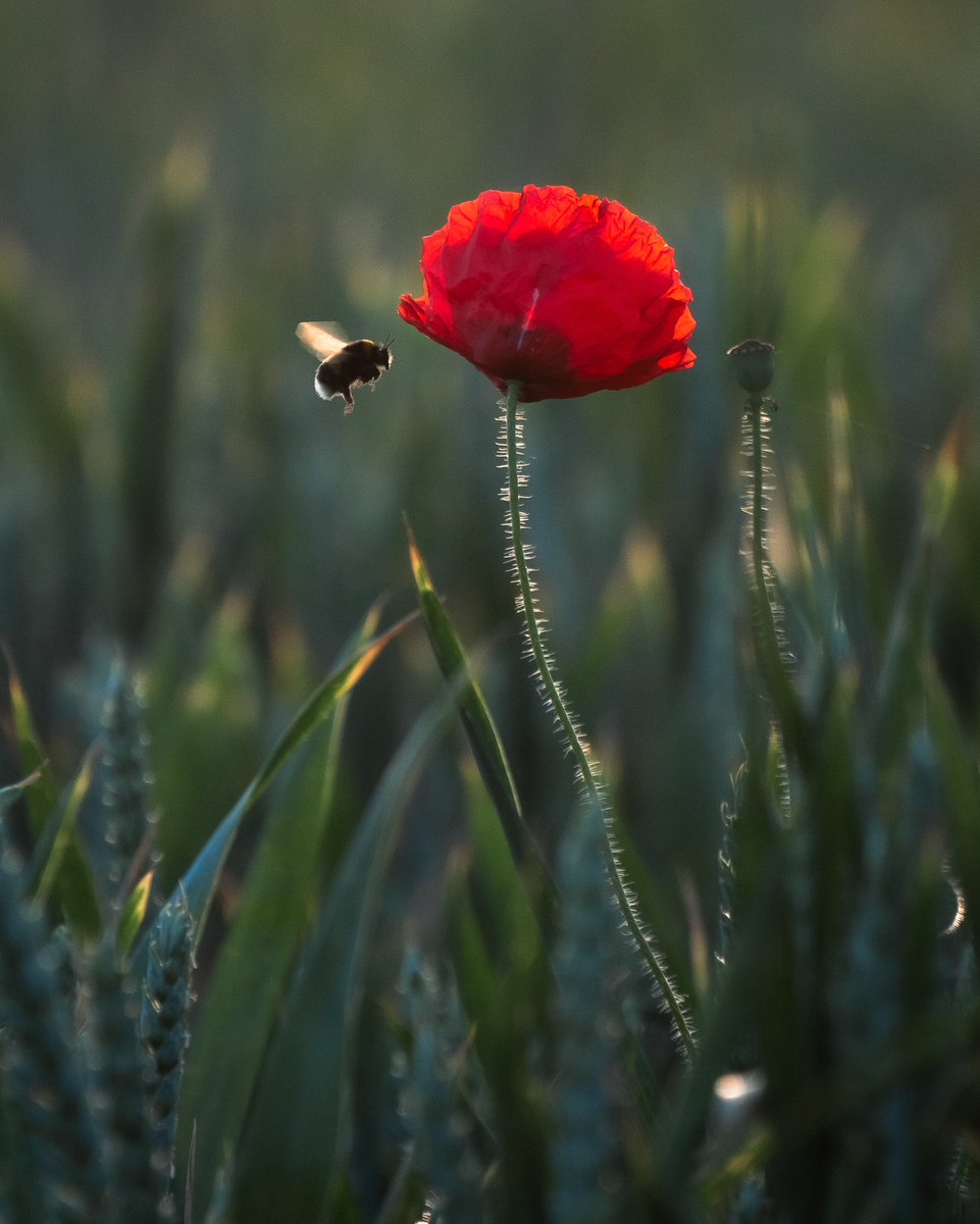 Golden bumble

Went on a poppy hunt at sunrise in the Cotswolds. Not the red carpet I was hoping for, but there were some dotted around, with a few buzzy friends. Two 3:30am’s in a week - good god 😬