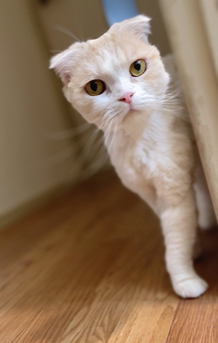 HappyCatLove07's tweet photo. 今年もサマーカットの季節が
やってきました✨🤭✂
#猫　#cat　#猫のいる暮らし
#サマーカット https://t.co/sIuqNNC9M5