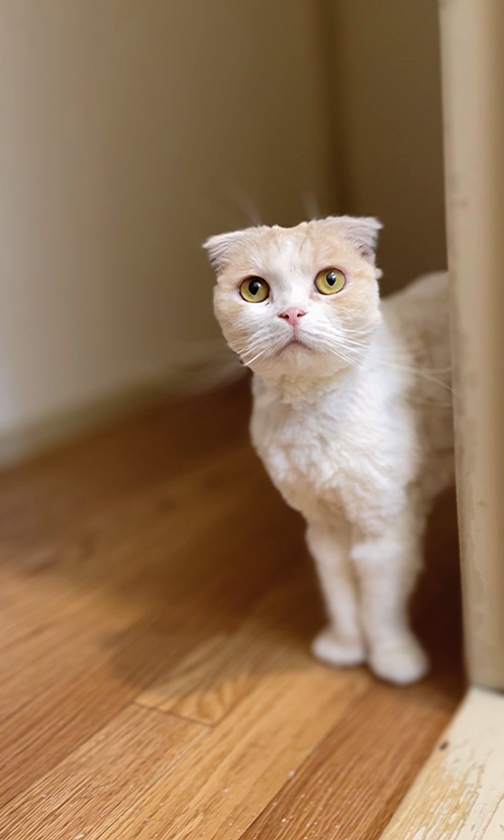 HappyCatLove07's tweet photo. 今年もサマーカットの季節が
やってきました✨🤭✂
#猫　#cat　#猫のいる暮らし
#サマーカット https://t.co/sIuqNNC9M5