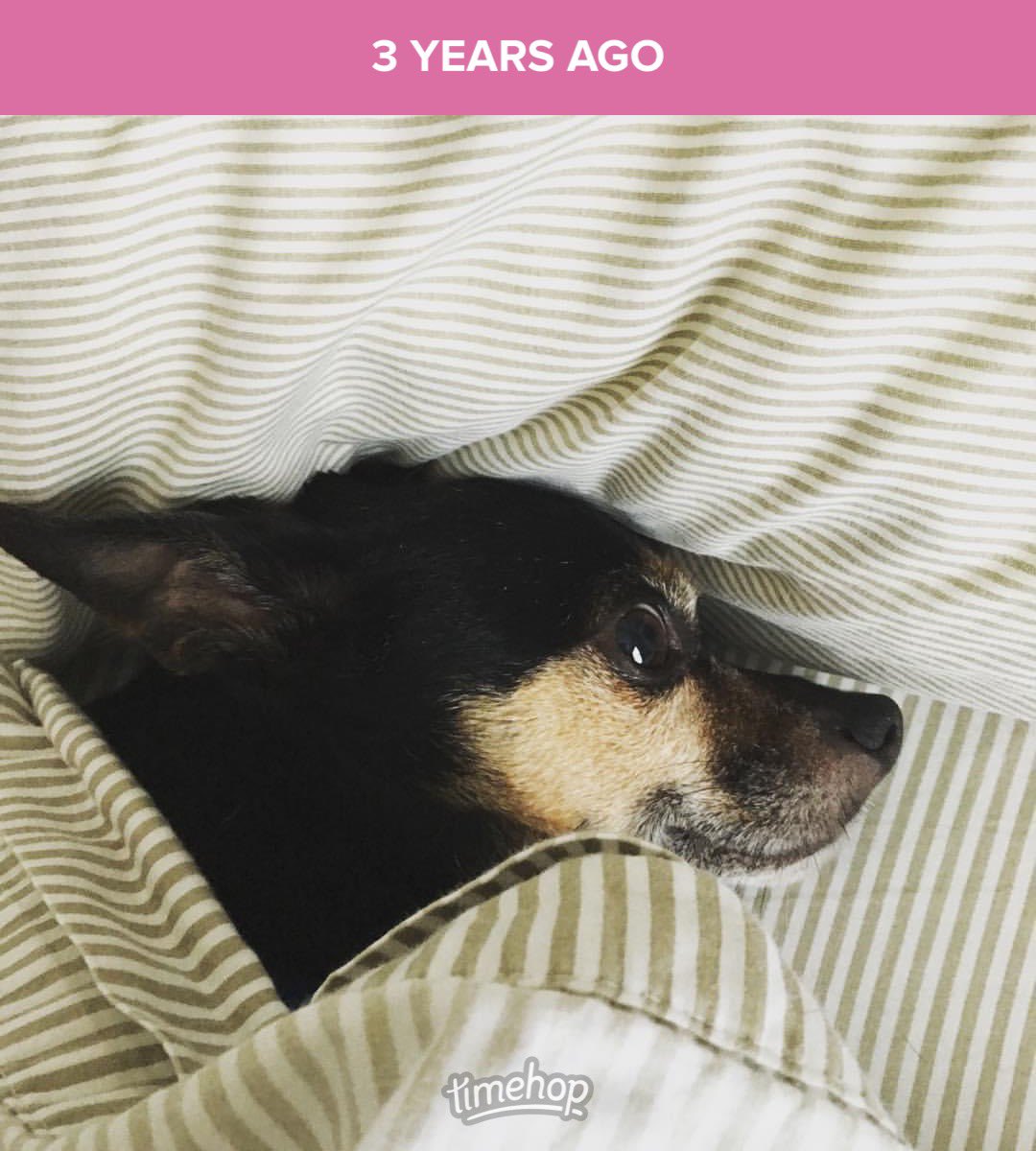 #TBT 3 years ago: Buddy just relaxing! ❤️🐶🥱

#Buddy #Love #AdoptDontShop #dogsoftwitter #RatTerrierChihuahua #RatTerrier #Chihuahua #Dogs #DogsAreFamily #treats #rides #RainbowBridge #RIP #SpiritOfBuddy 🌈