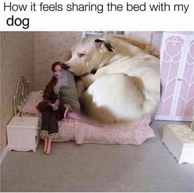 WholesomeMemes (@wholesomememe) on Twitter photo 