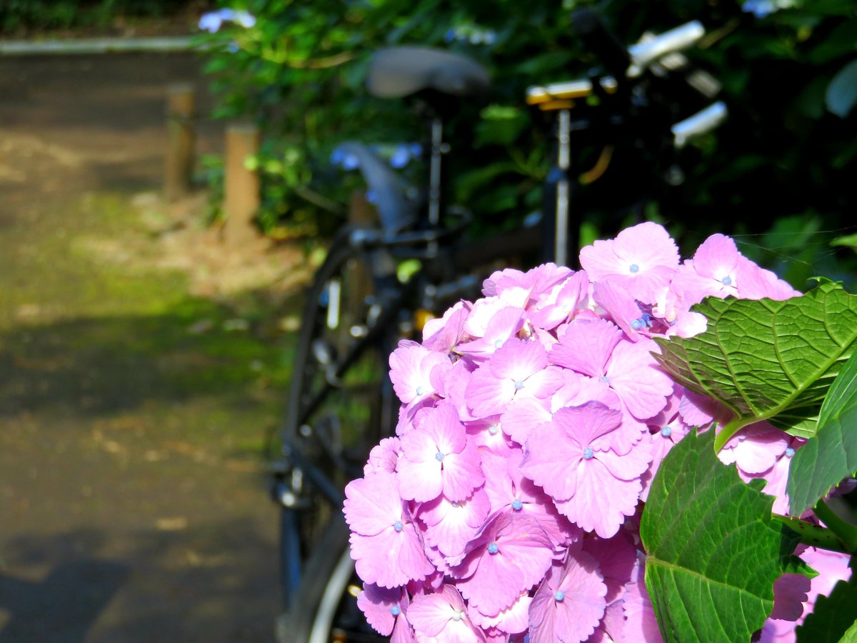 みんな
おーっはよ～ぅ🎶(●ↀωↀ●)✧

きんきんよ～びー金曜日～♪😊✨
今日おわれーば休みっ( ´罒`*)✧'

皆さんきょーも1日笑顔でよろしく♪ですよ～😆✨
#ロードバイク #クロスバイク #ミニベロ #折りたたみ自転車 #サイクリング #写真 #ポタリング #紫陽花