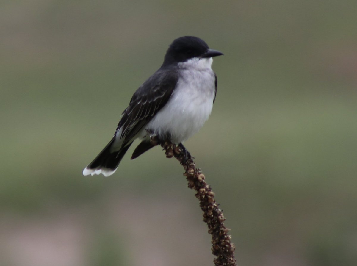 hankgreen's tweet photo. Some birds I saw today: https://t.co/Tjx8gkuWM8