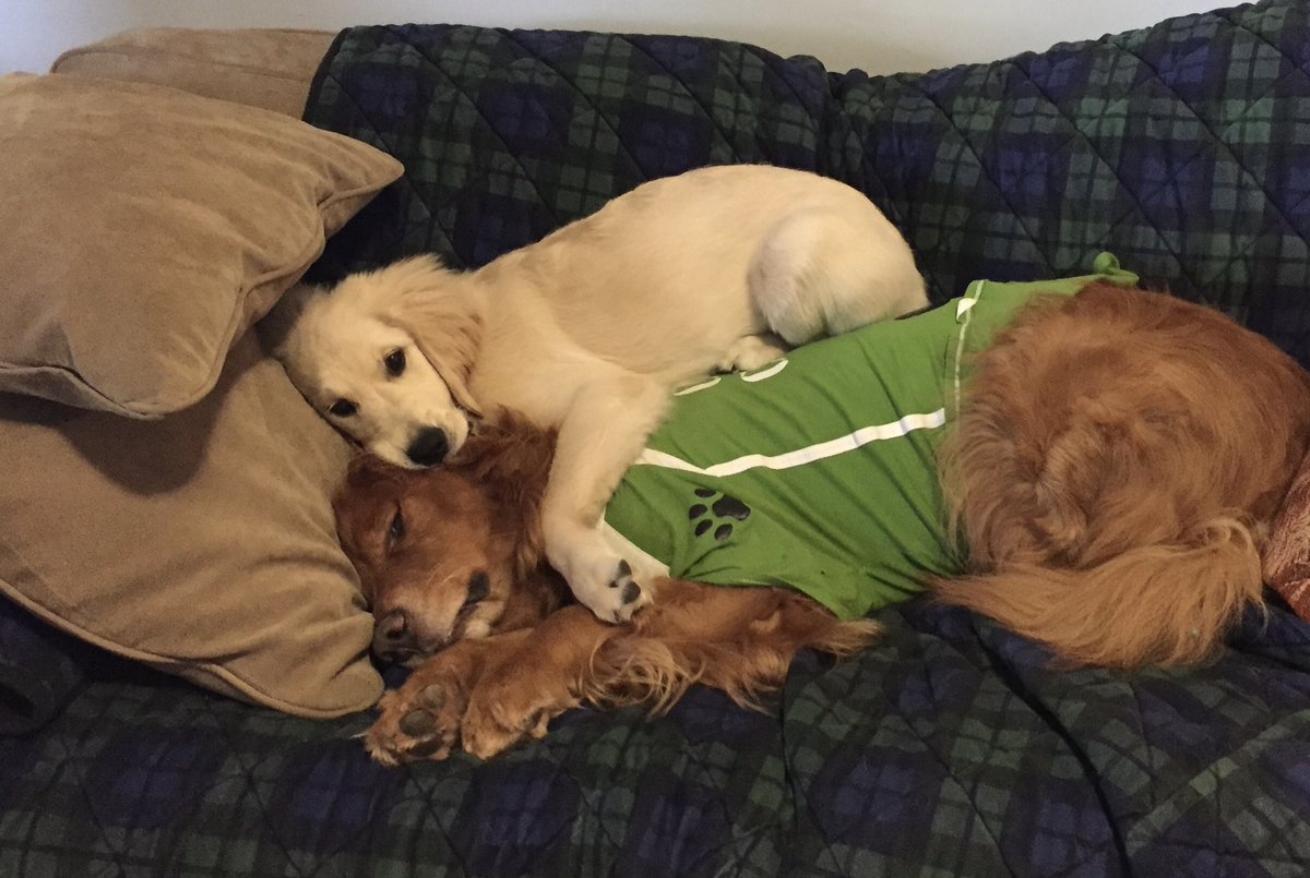 #ThrowbackThursday to 2017 when Ernie had surgery on his cancer and puppy Pete knew just what he needed!
#dogsoftwitter #cancersurvivor #BrooksHaven #dogcelebration #grc #Brothers #BrotherlyLove #dogs #cancertreatment #hug #hugs