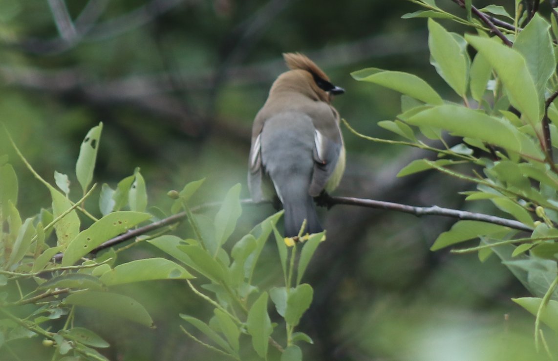 hankgreen's tweet photo. Some birds I saw today: https://t.co/Tjx8gkuWM8