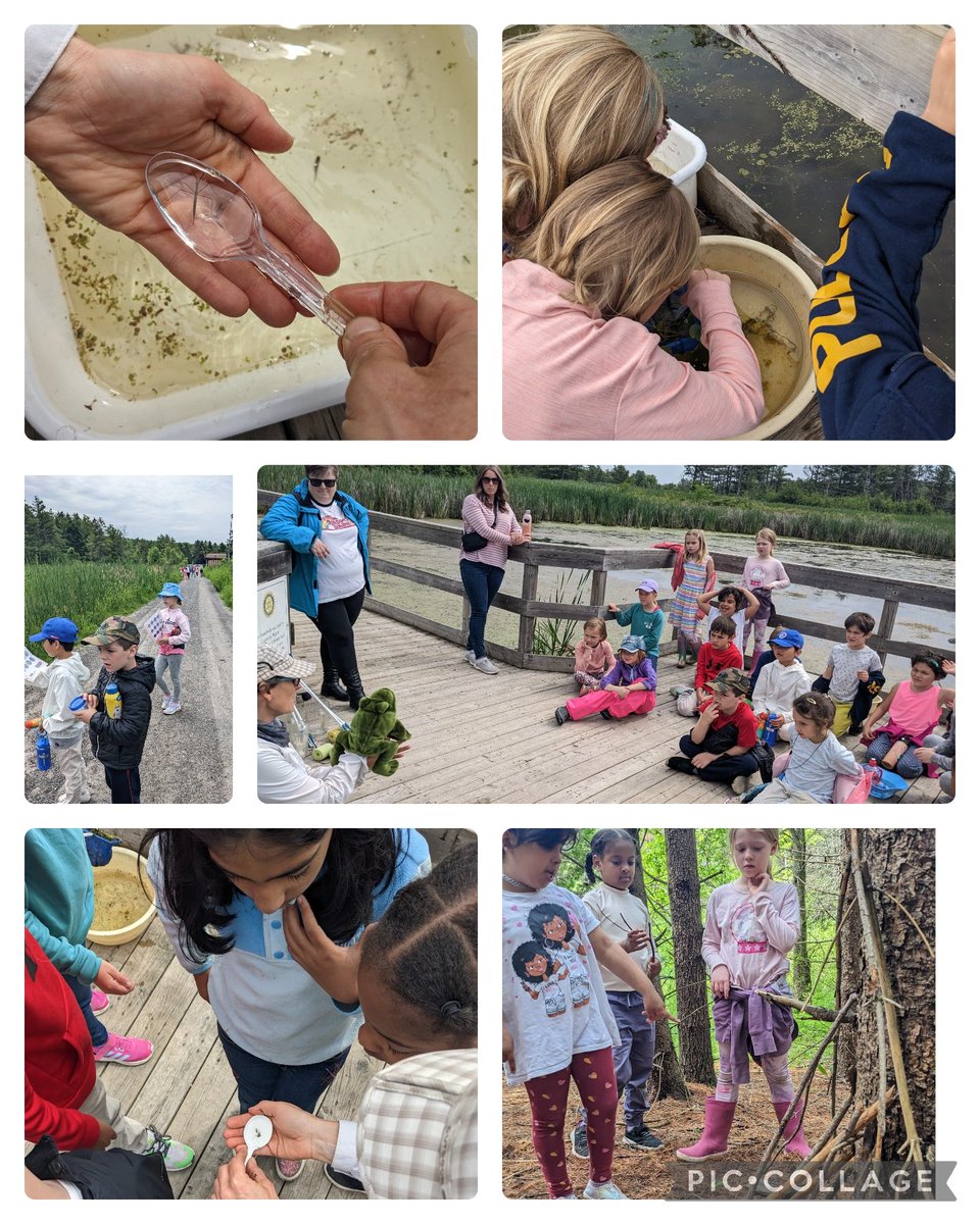 CarrollMme's tweet photo. What a fun way to spend the morning! We learned so much @CataraquiCA. Thank you to our knowledgeable host and all the volunteers who came to help out today! https://t.co/KcC8AhWY89