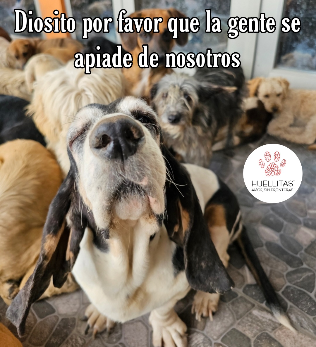 HASF_AnaSDiaz's tweet photo. Tenemos hambre :( ya no hay comida desde el lunes 💔💔💔😖 y mientras mas tiempo tardemos en juntar  nuestra comida mas dias sufrimos nosotros :( de veras tenemos hambre 😭😭

Por fis dona alimento recibimos en coacalco o puedes mandar por la wish list nos llega directo o puedes darnos una patita para comprar croquetas, nuestro costal cuesta $650 si compramos por tonelada 🙏🙏🙏🙏🙌🙌🙌🙌 por favor ayudanos con lo que este en tus posibilidades. Somos mas de 200 enanos y dependemos de tu buen ❤ para poder comer.

Tan mal nos a ido que no hemos ni terminado de pagar la renta 🥺🥺🥺😭😭

TENEMOS HAMBRE!!!! 😔😔😔😔

Y la hemos pasado mal 🥺💔

POR FAVOR AYUDA!!!!

Gracias 🙏🙏
Juntos logramos milagros.
No olvides mandar ticket para corroborar de recibido.
🐶 Banorte: 4189 1430 5349 0267
🐶 Banamex : 5204 1656 4219 9792
🐶 Banco azteca: 4027 6657 9699 8558
🐶Coppel (OXXO): 4169 1604 5914 0878
🐶Bancomer : 4152 3138 1055 2732 
🐶PayPal: https://t.co/ZRtji14ikC
🐶Wish list: https://t.co/izgILvFoF0
🐶Whats app: 55 20 84 93 31