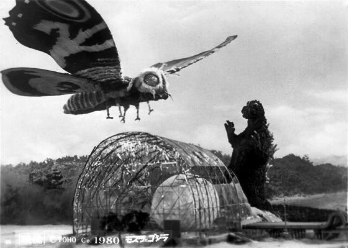 #InsectThursday
This is Mothra, born in 1961. Here she battles Godzilla.