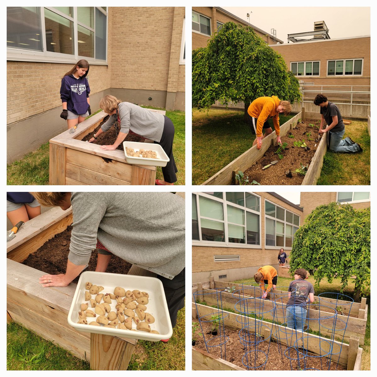 Planting our Mynderse Gardens! This year, we added POTATOES into one of our New planter boxes. Carrots going into the other one...STAY TUNED!! #SFCSDPROUD @SenecaFallsCSD @CCESeneca @farm2school #Farmtoschool