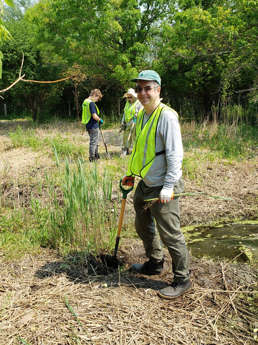 secondmarsh's tweet photo. Our last #Phragmites spading event was a success!  We removed #Phragmites that had come back after previous management actions. Thank you to our volunteers that helped with this initiative. #Oshawa #SecondMarsh #OntarioWetlands  #GLLAF  @oshawacity @DavidPiccini https://t.co/3jao2bok3C