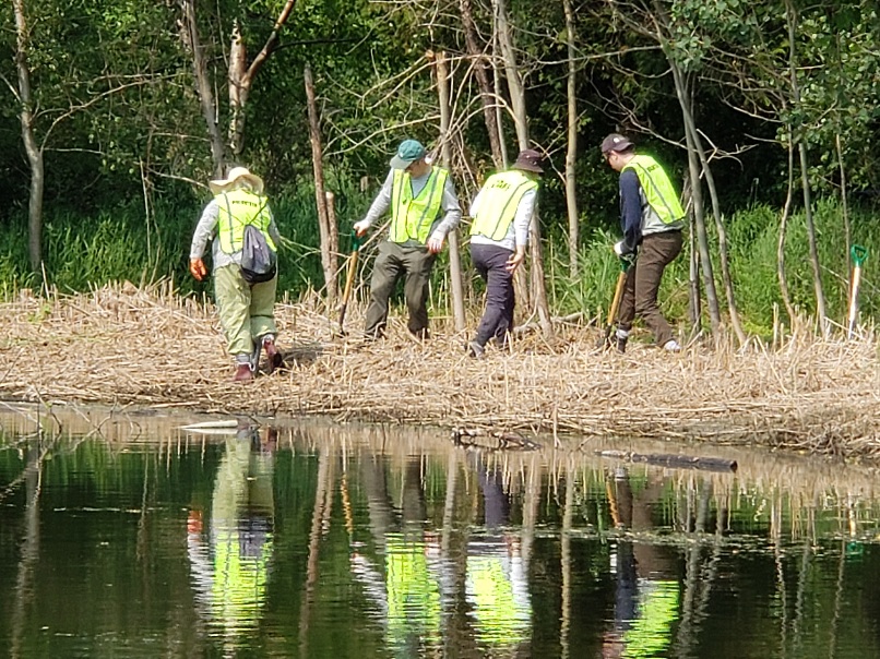 secondmarsh's tweet photo. Our last #Phragmites spading event was a success!  We removed #Phragmites that had come back after previous management actions. Thank you to our volunteers that helped with this initiative. #Oshawa #SecondMarsh #OntarioWetlands  #GLLAF  @oshawacity @DavidPiccini https://t.co/3jao2bok3C