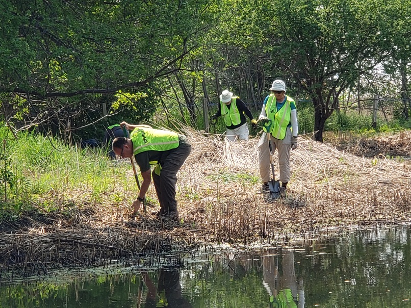 secondmarsh's tweet photo. Our last #Phragmites spading event was a success!  We removed #Phragmites that had come back after previous management actions. Thank you to our volunteers that helped with this initiative. #Oshawa #SecondMarsh #OntarioWetlands  #GLLAF  @oshawacity @DavidPiccini https://t.co/3jao2bok3C
