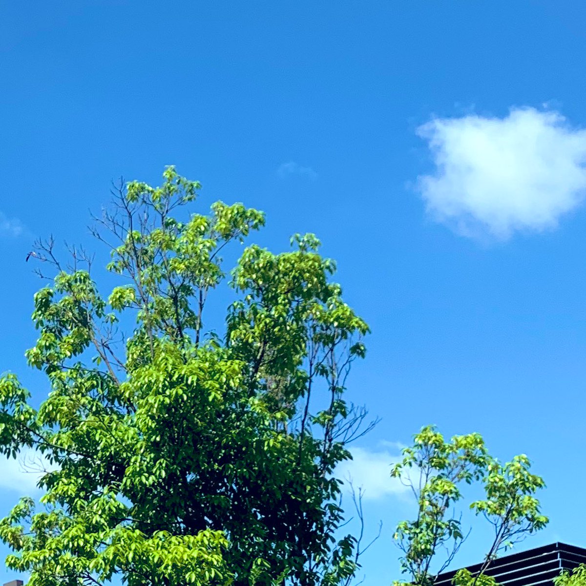 NIDS_REB's tweet photo. 皆様おはレブー🌞東京は晴れ🏄‍♀️✨このまま天気が崩れない事を願いつつ，親子遠足に行って参ります🌱
皆様にとって素敵な1日になります様に🌈🦄

#不動産　#イマソラ　#企業公式相互フォロー　#企業公式が地元の天気を言い合う https://t.co/nOYkVix00X