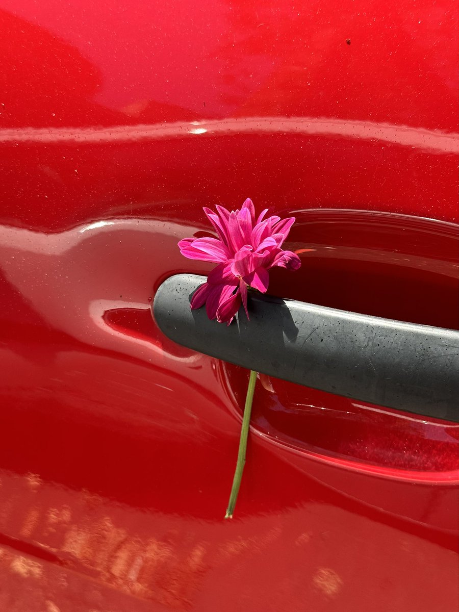 celiavm6's tweet photo. Hoy me han dejado una flor preciosa en el coche https://t.co/OxTLGK50pE