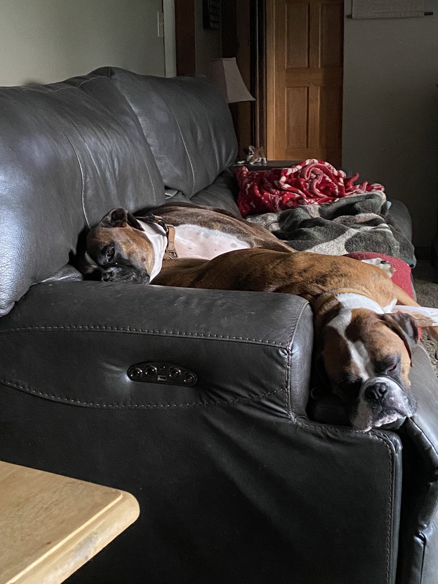 Exhausting day of yard patrol #boxers #boxerdogsoftwitter #dogsoftwitter #boxerlove