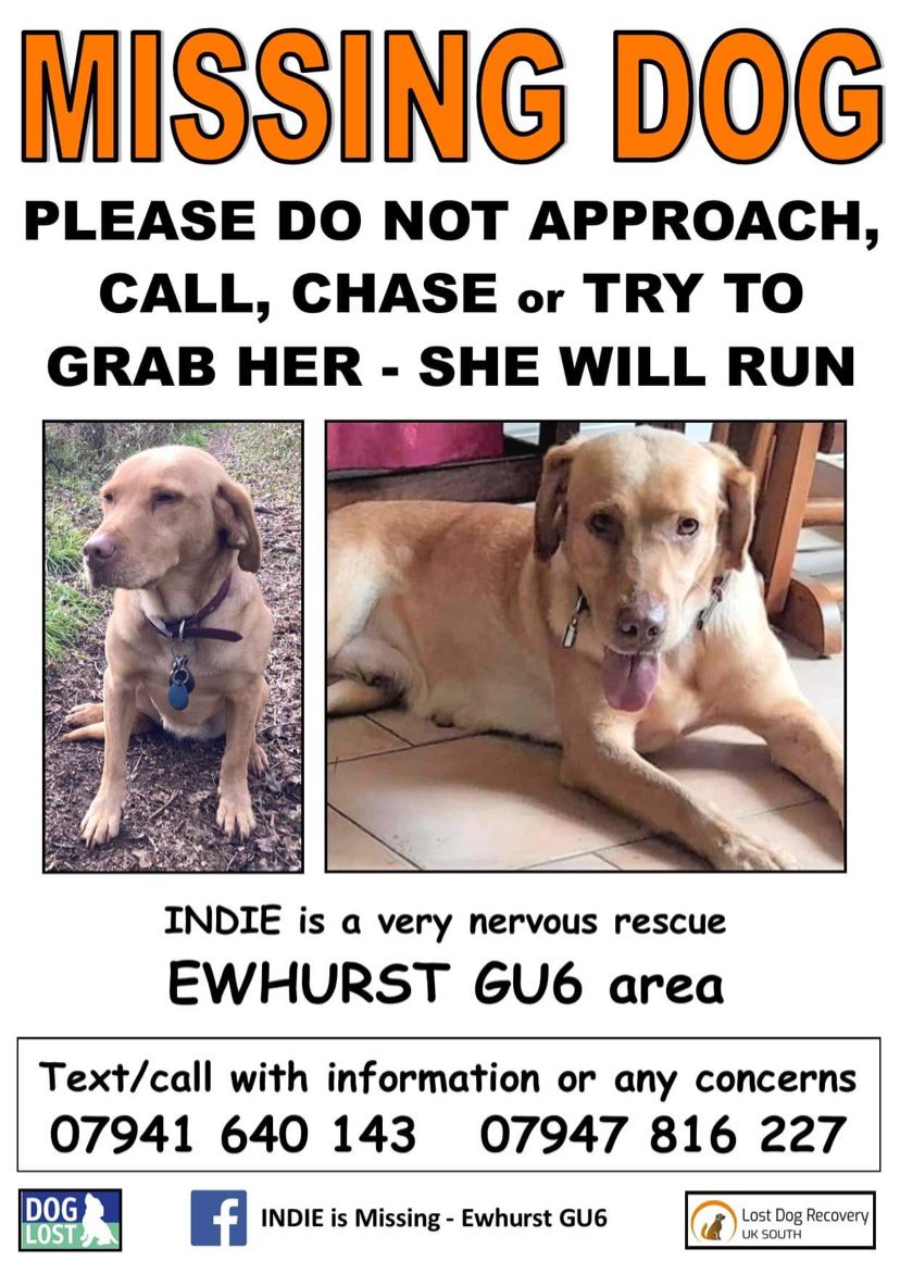 RecoveryDog's tweet photo. ❌URGENT ALERT❌ 
INDIE-missing 13/6 #Ewhurst #Surrey UK #GU6
VERY SCARED rescue dog 😢
🚫DO NOT FOLLOW/GRAB/PRESSURE
☎️ PLEASE CALL IF SPOTTED 🙏🏻
https://t.co/Wknb2K4KOF 
@SAMPAuk_ @sar_dogs @DogLostUK @Dogs_Today @LostDogAlertUK @FINDMISSINGDOGS 
#missingdog #dogsoftwitter #dog https://t.co/5ujVFuTyA5