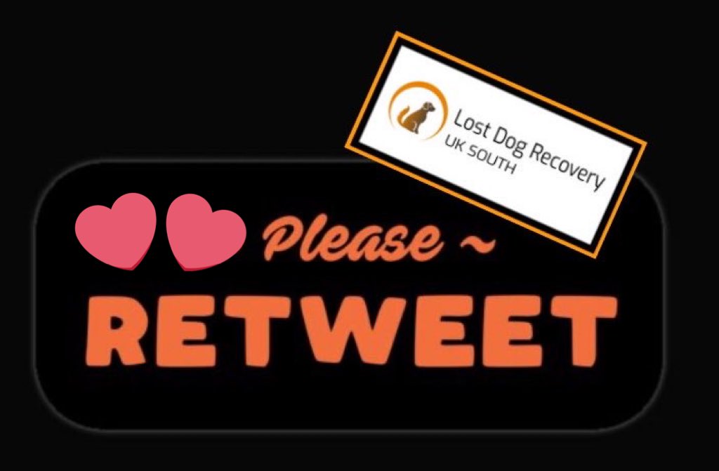 RecoveryDog's tweet photo. ❌URGENT ALERT❌ 
INDIE-missing 13/6 #Ewhurst #Surrey UK #GU6
VERY SCARED rescue dog 😢
🚫DO NOT FOLLOW/GRAB/PRESSURE
☎️ PLEASE CALL IF SPOTTED 🙏🏻
https://t.co/Wknb2K4KOF 
@SAMPAuk_ @sar_dogs @DogLostUK @Dogs_Today @LostDogAlertUK @FINDMISSINGDOGS 
#missingdog #dogsoftwitter #dog https://t.co/5ujVFuTyA5