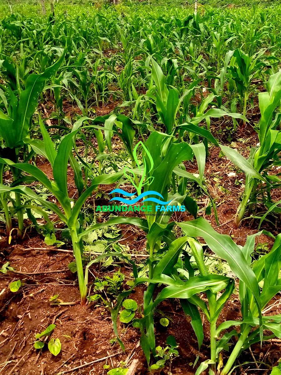 The #Maize farm is doing well today. It's 35days already.

How best can maize be market this period? #FarmersMarket

May God bless the work of every #farmers throughout the whole.

#Maize_Farming