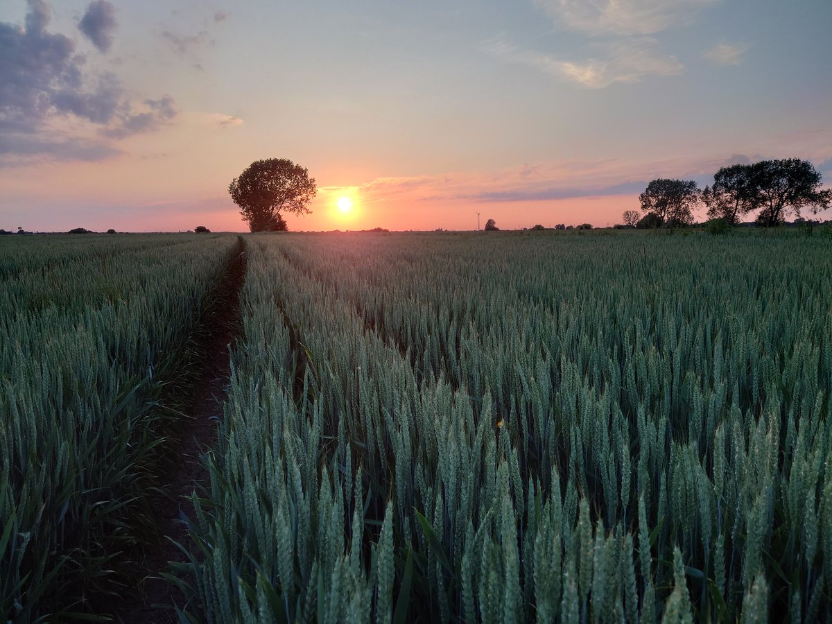 PaulMagan2's tweet photo. Sunsets, a reason to #CelebrateTheFens https://t.co/Slw1TvJdNZ