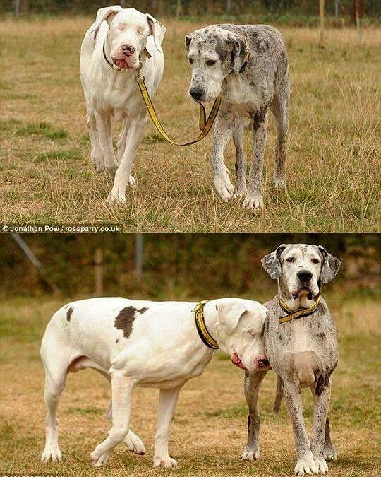 She is blind but he is her eyes, her path, her everything ❤🥺