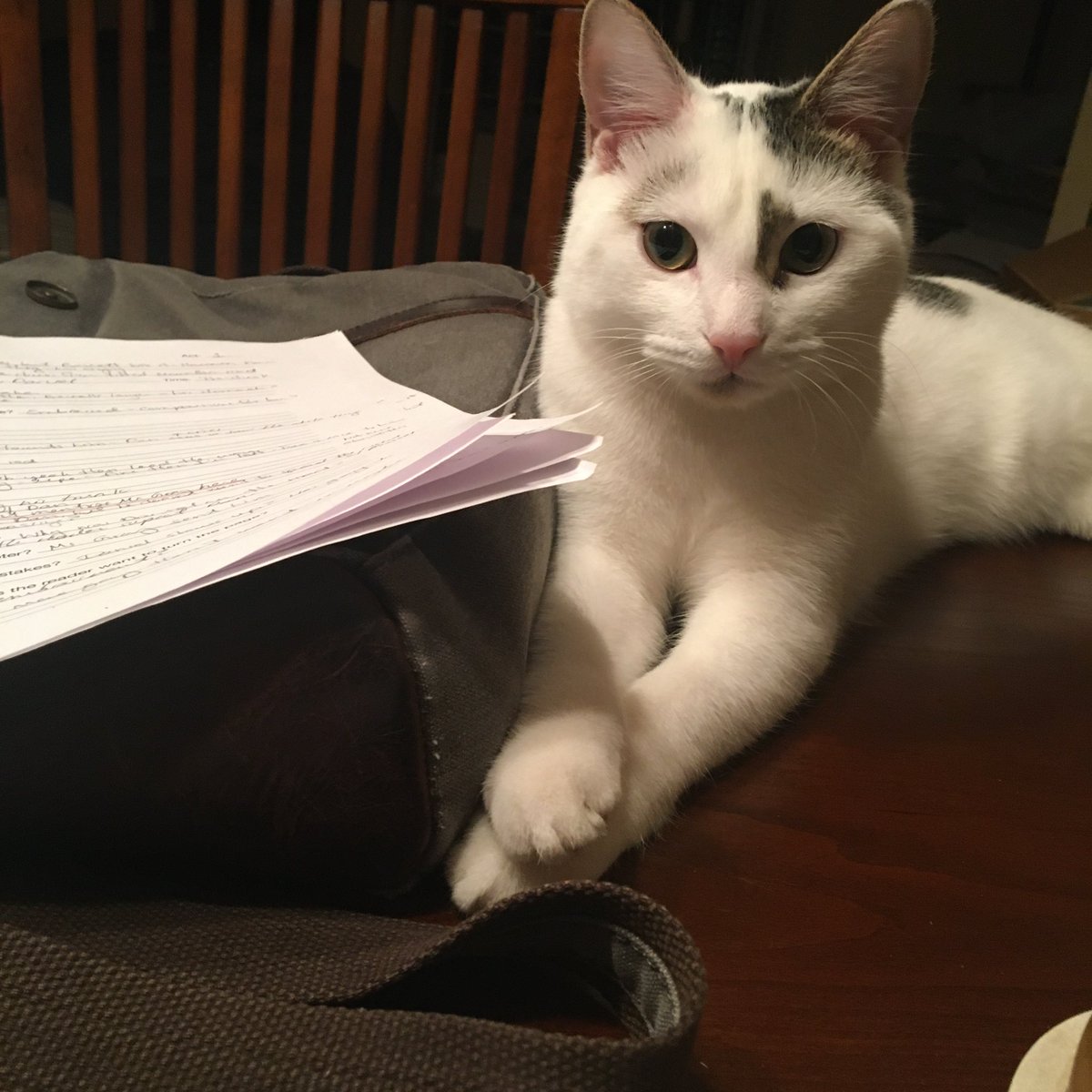 marcmonroebooks's tweet photo. Itโs my kittyโs 1st birthday. Happy Birthday Possum! #cat #kitten #kitty #manwithcat #menwithcats #catman https://t.co/Y0DabHqOl8
