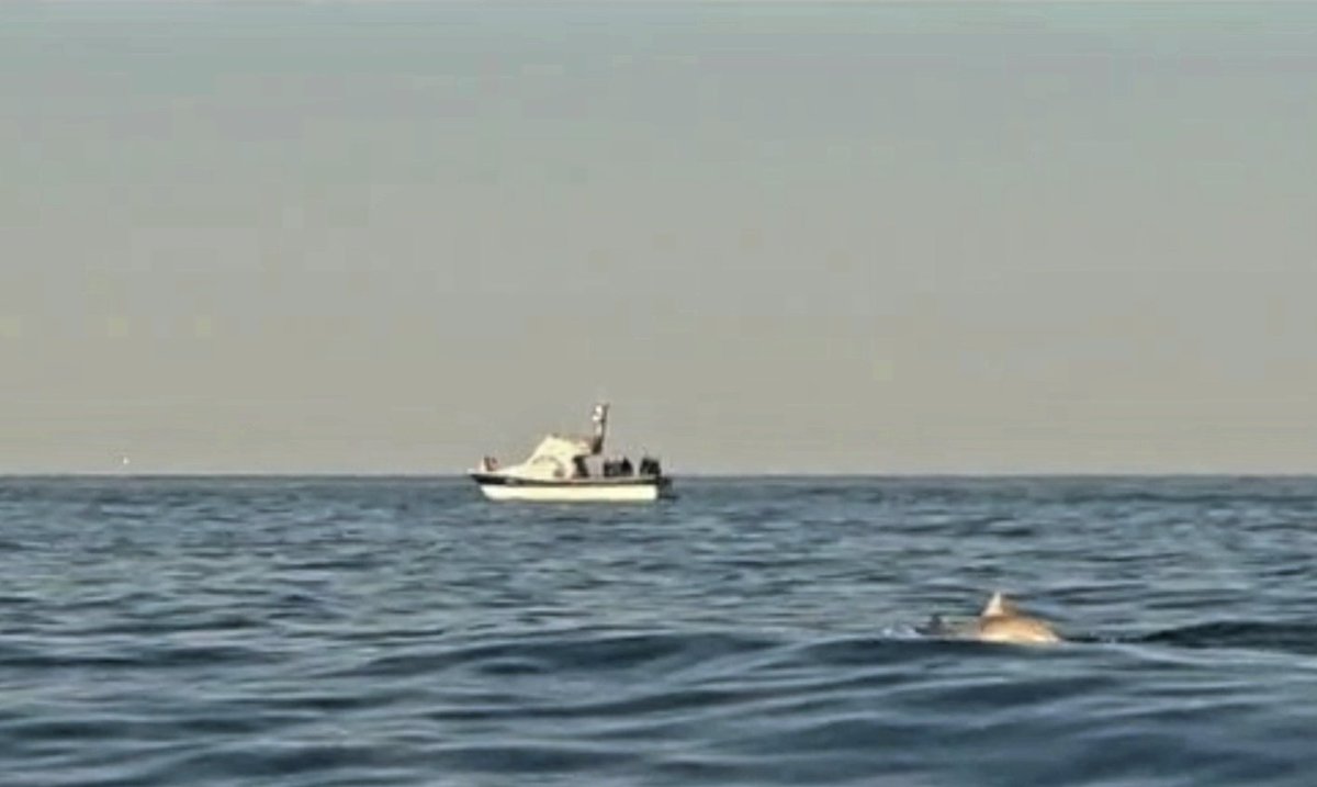 CGuilding's tweet photo. I saw the dolphins this evening! Kayaking with @cbkadventure from #Cullercoats across #Tynemouth #Longsands to #KingEdwards there was a big pod, some breaching within 5-10m of our kayaks. Magical!! 🐬🐬🛶 https://t.co/7WXSvLRm1C