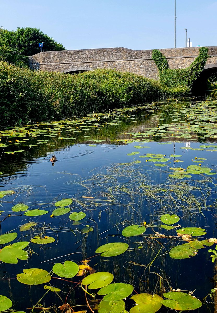 Wouldn't be a Froebel Conference without acknowledging the local nature...Maynooth's canal