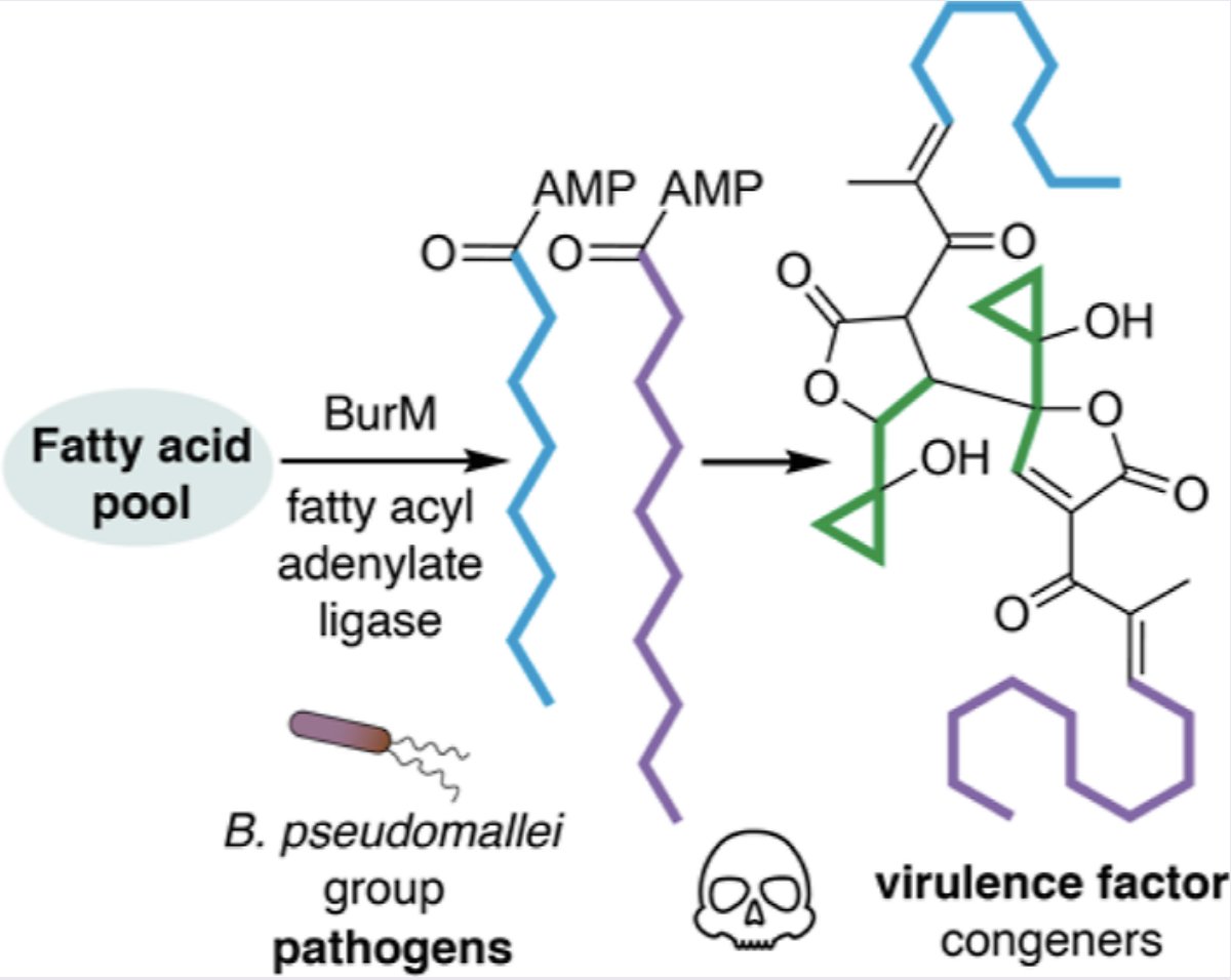 EnzymeChemistry's tweet photo. Bacterial Pathogen Channels Medium-Sized Fatty Acids into Malleicyprol #Biosynthesis by @felix_trottmann, Jonas Fiedler, Keishi Ishida, Mie Ishida-Ito, Rory F. Little, and Christian Hertweck @c_hertweck @Hertweck_Lab at @LeibnizHKI in ACS @ChemicalBiology https://t.co/pvcGhrkUId https://t.co/r9yAoZ6Q7i