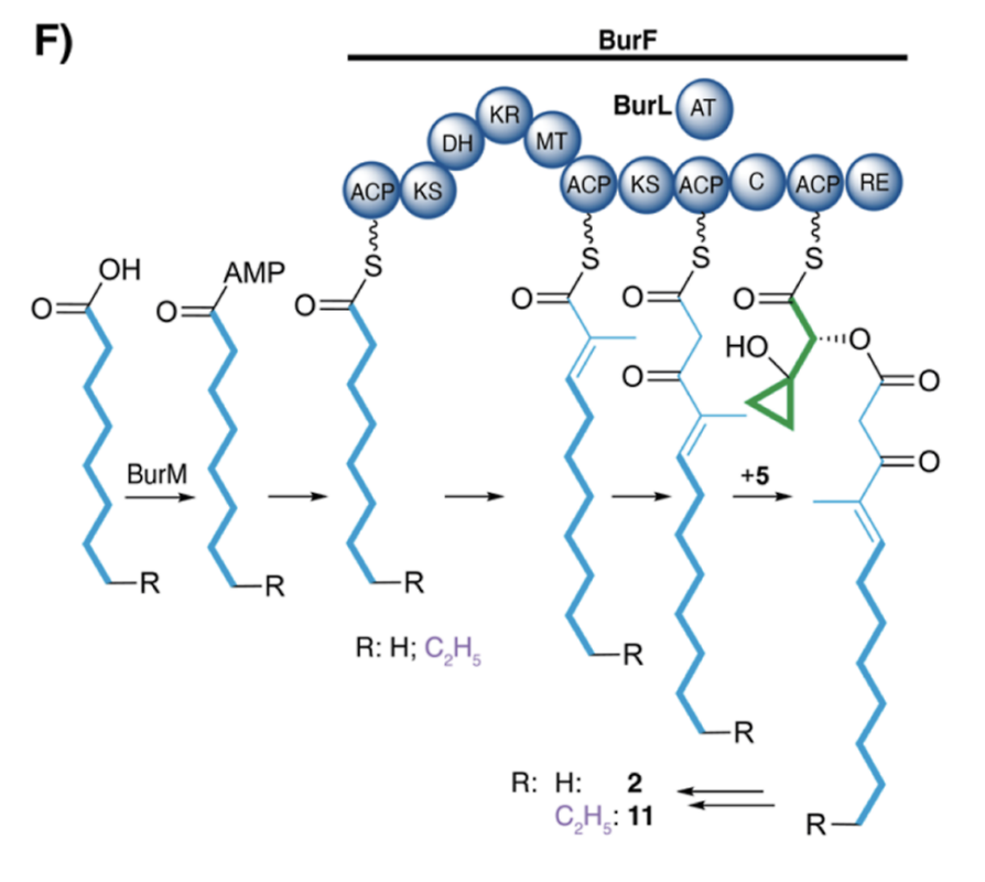 Bacterial Pathogen Channels Medium-Sized Fatty Acids into Malleicyprol #Biosynthesis by <a href="/felix_trottmann/">Felix Trottmann</a>, Jonas Fiedler, Keishi Ishida, Mie Ishida-Ito, Rory F. Little, and Christian Hertweck @c_hertweck @Hertweck_Lab at <a href="/LeibnizHKI/">Leibniz-HKI</a> in ACS <a href="/ChemicalBiology/">Laura Kiessling</a> pubs.acs.org/doi/10.1021/ac…