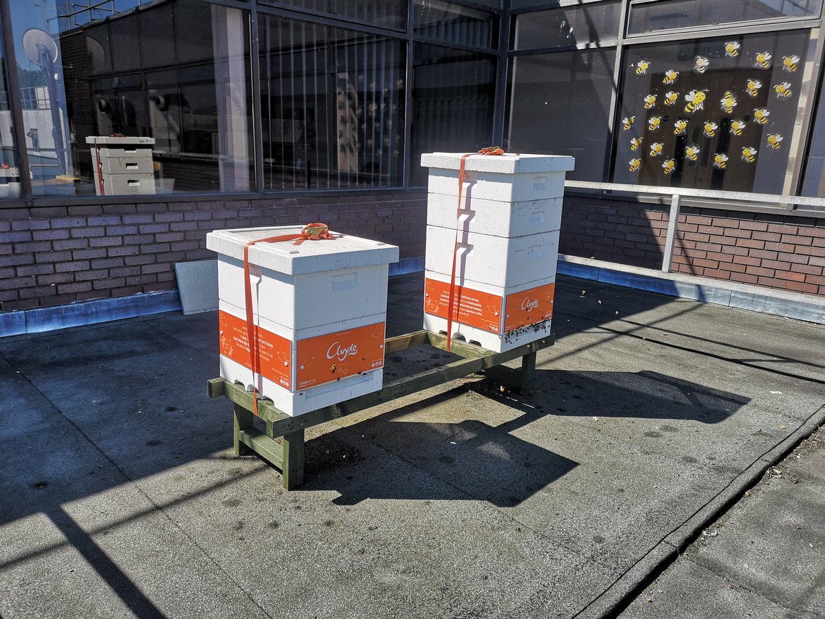 Ross Campbell tweet media