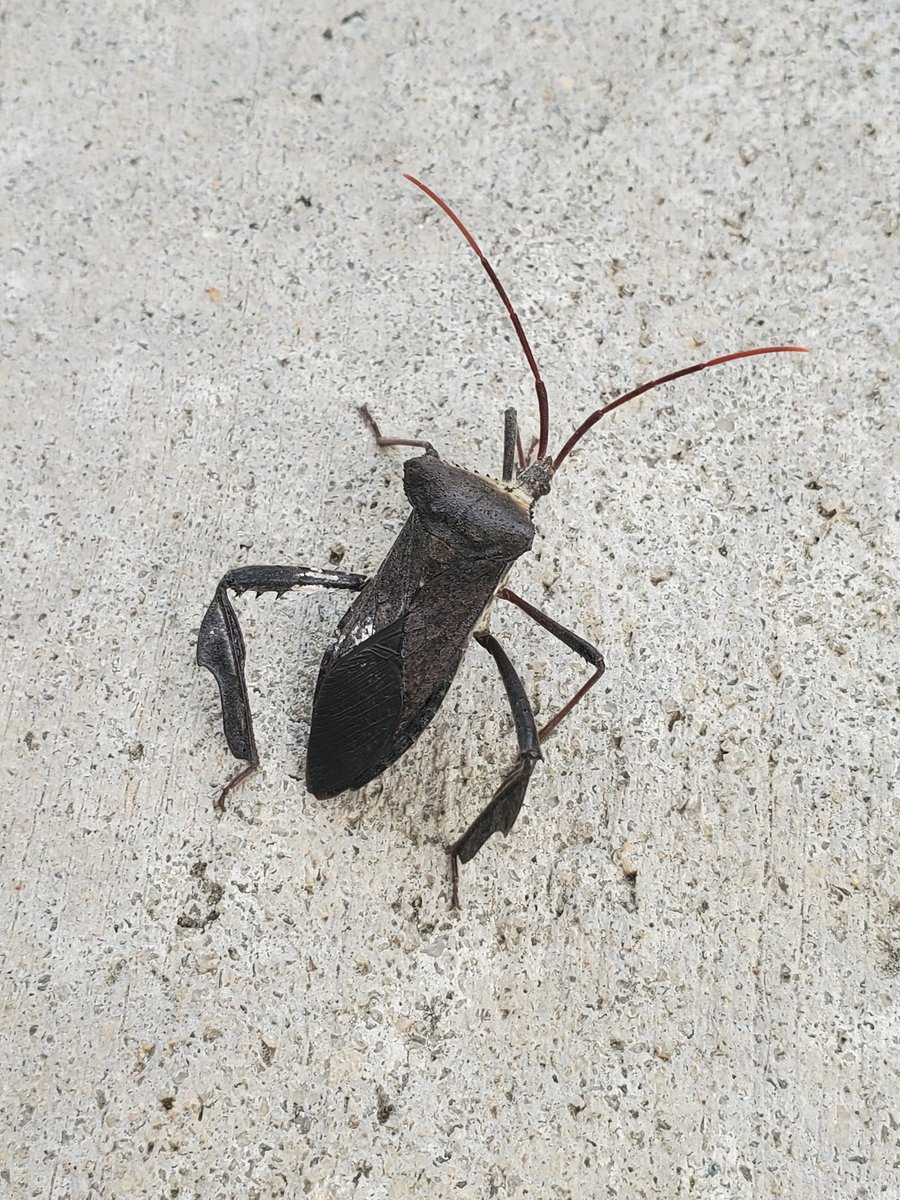 Giant (leaf footed) bug spotted at @ponysaurusbrew