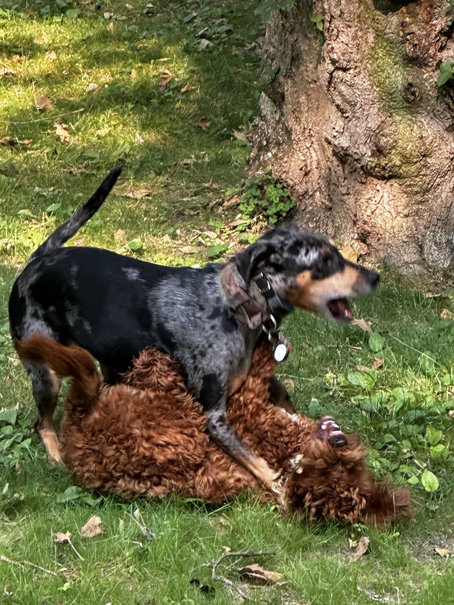 Your daily Labradoodle beat down….
#catahoula #catahouligans