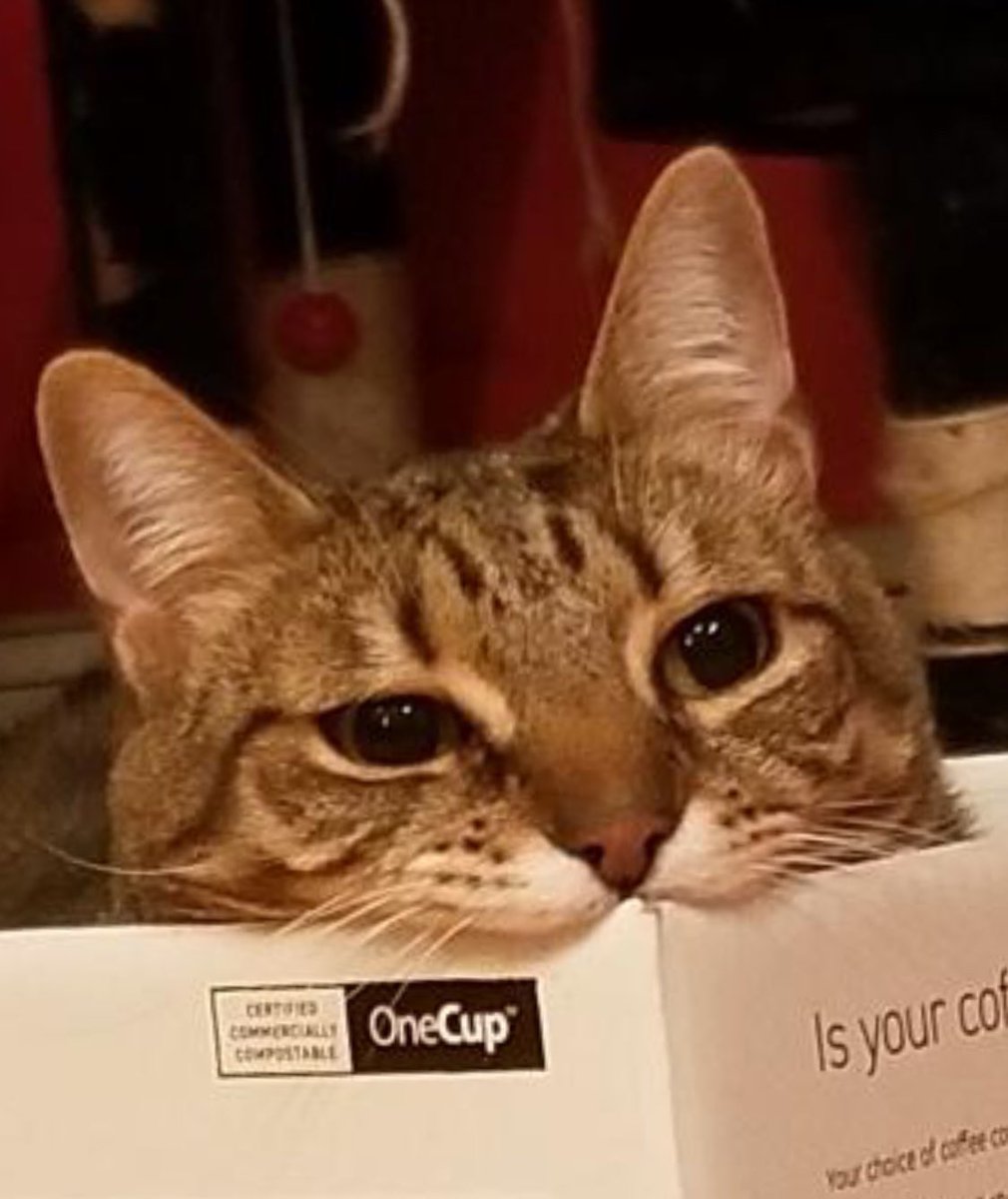 alimmatthews's tweet photo. @AmyRohrbaugh2 Omg my cat is named Po! (My brother spells it Poe since Edgar Allen is more sophisticated than the Teletubby he’s really named for 😅) https://t.co/yrKnnu7uUH