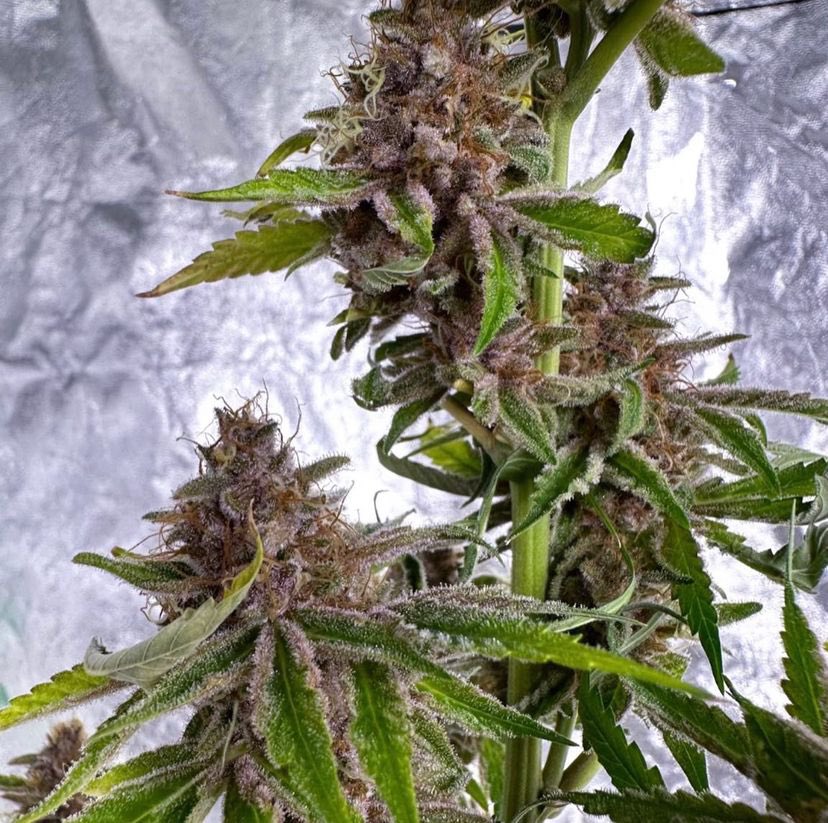 Laylasbud's tweet photo. Race 2 Space X Indigo Pupil. Sheโs definitely a shower and those purples are everything!!
#420 #Race2Space #cannabisgrower #cannabisgrowers #cannabissociety #cannabislifestyle #420community #cannabisculture #cannabisindustry https://t.co/LSLbIlxqjg