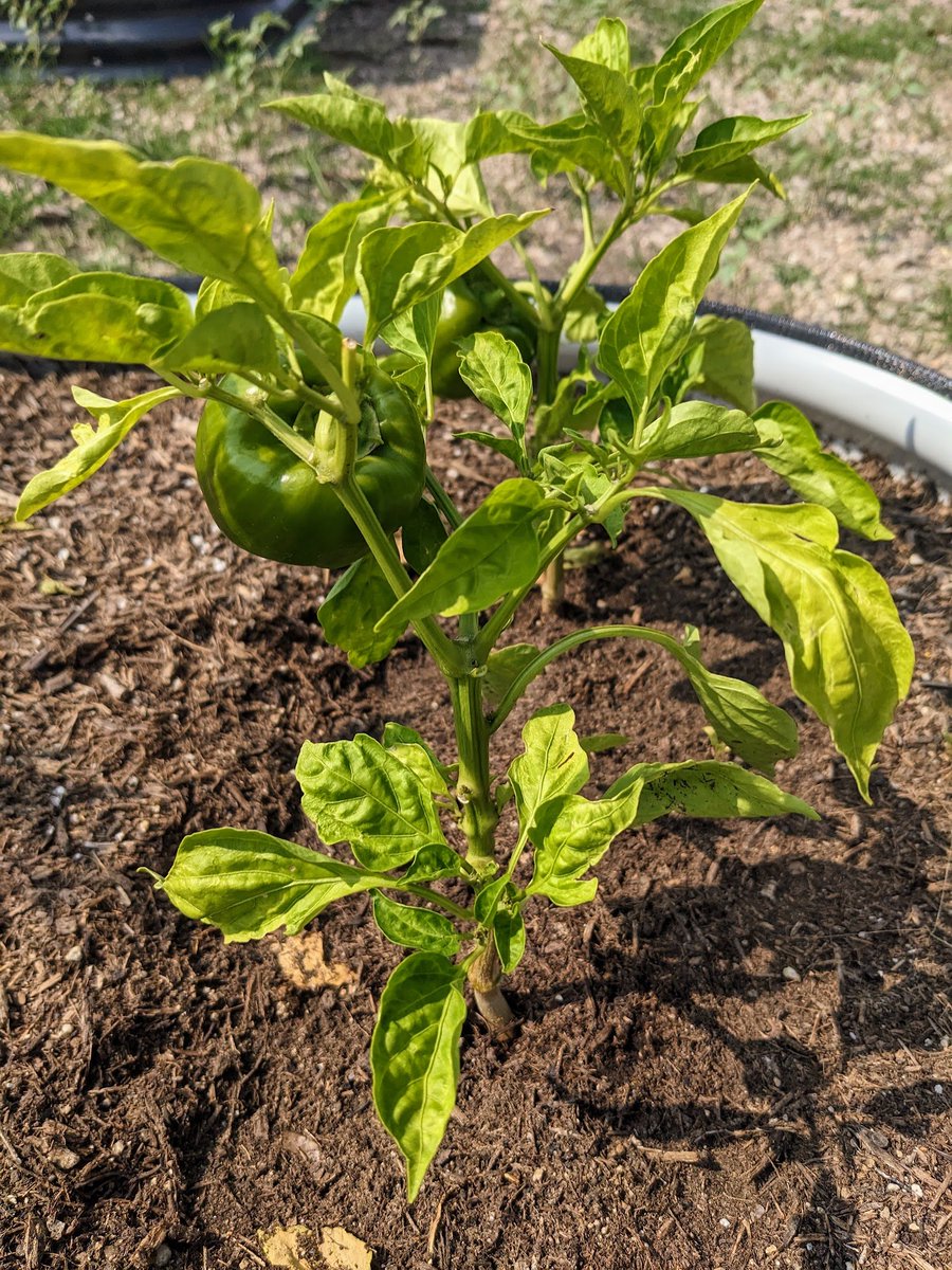 Adam Singer tweet media