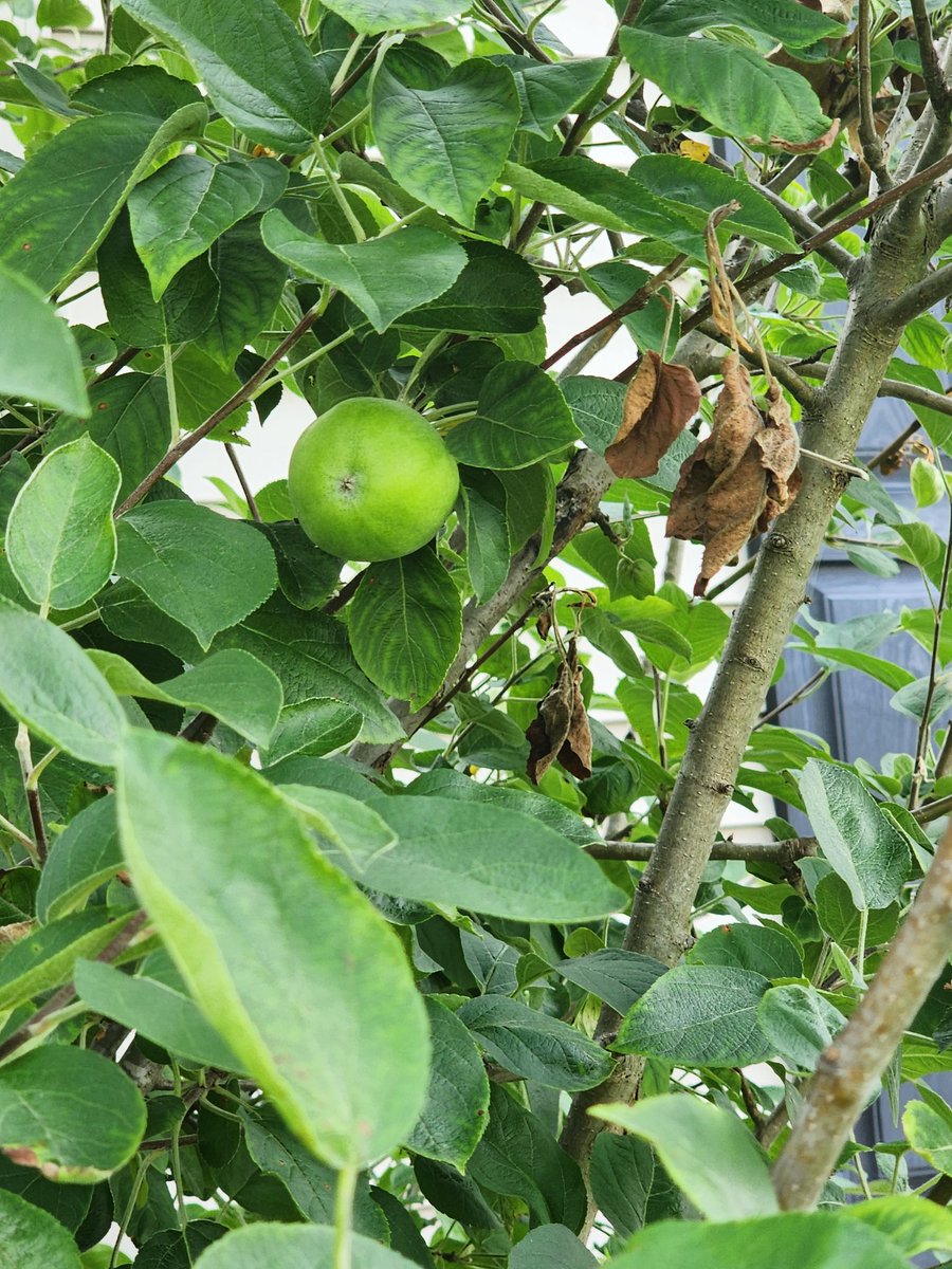 My apple tree has its first 4 apples of the year! 🌳🍎  flowers are blooming 🌺🪷
#fruittrees #flowers