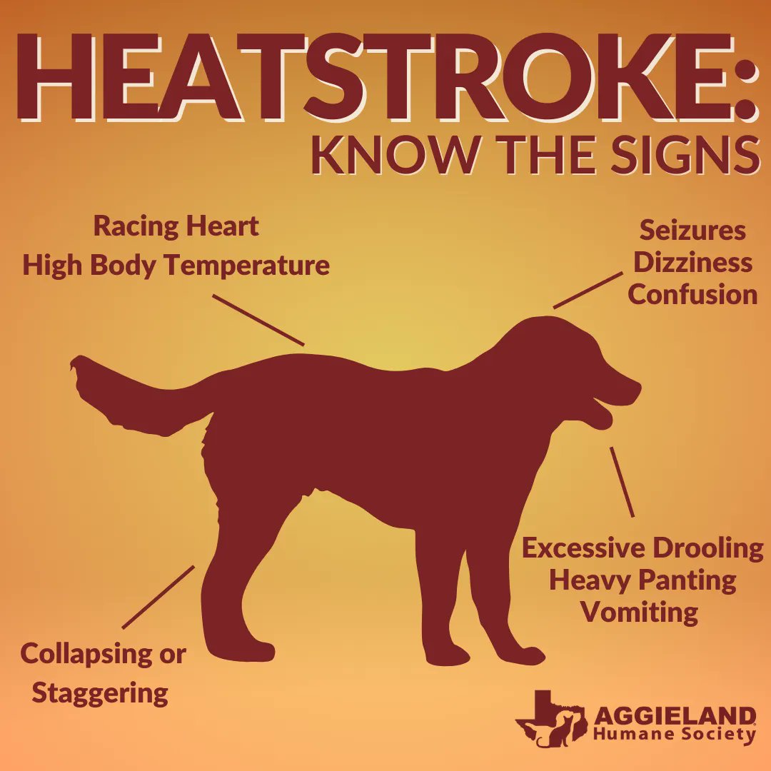 AggielandHumane's tweet photo. ❗ POTENTIALLY HAZARDOUS HEAT INCOMING ❗

Knowing the early signs of heat stroke is crucial, especially as the temperatures reach the triple digits. If your pet is experiencing any of these symptoms, bring them indoors and contact your vet immediately! https://t.co/iDkCyqVs7x