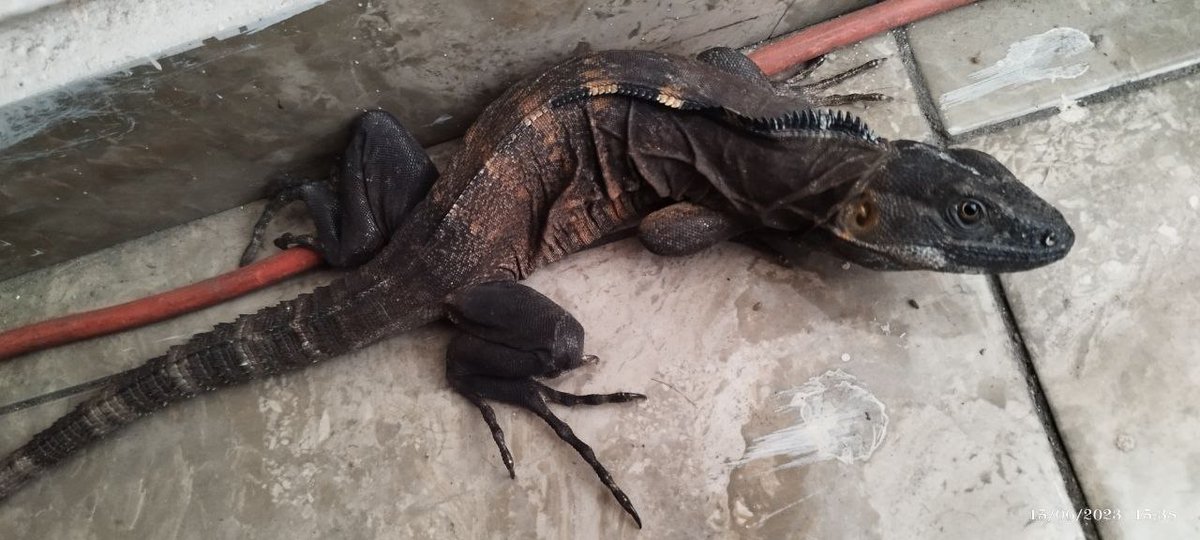 dap_19's tweet photo. @Herpeto_cosas se metió este amigo a nuestra casa, nos puedes ayudar a identificarlo? Es una iguana? https://t.co/ulJQ6pKXTv