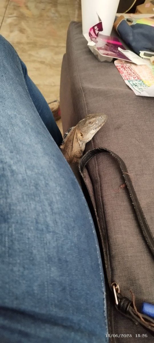 dap_19's tweet photo. @Herpeto_cosas se metió este amigo a nuestra casa, nos puedes ayudar a identificarlo? Es una iguana? https://t.co/ulJQ6pKXTv