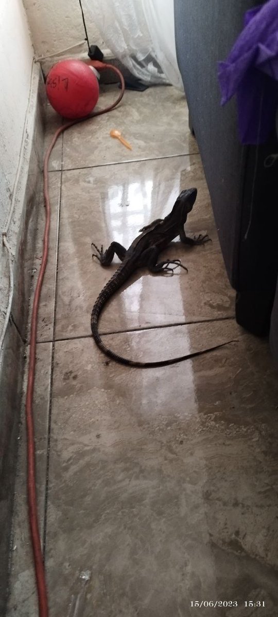 dap_19's tweet photo. @Herpeto_cosas se metió este amigo a nuestra casa, nos puedes ayudar a identificarlo? Es una iguana? https://t.co/ulJQ6pKXTv