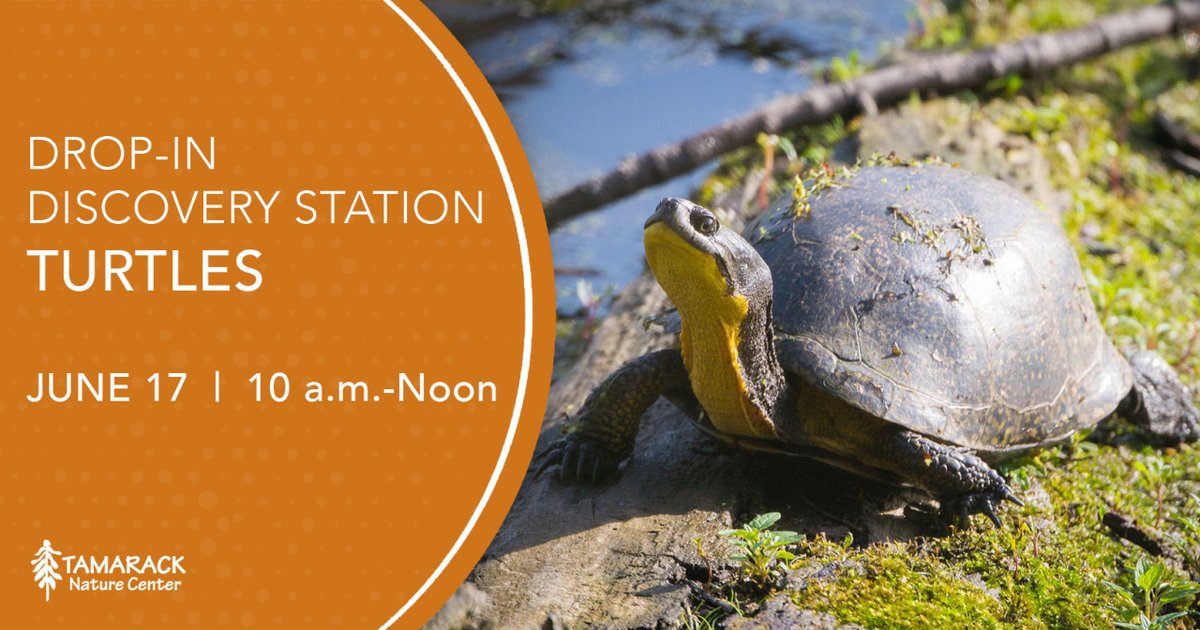 RamseyCounty's tweet photo. Join us at Tamarack Nature Center on Saturday to learn more about turtles! We'll have artifacts on-hand for you to explore and our ambassador turtles will be out for you to see and touch.

Drop into the atrium anytime between 10 a.m. and noon.

More info: https://t.co/M648ziqxiC https://t.co/WniPwdjObr