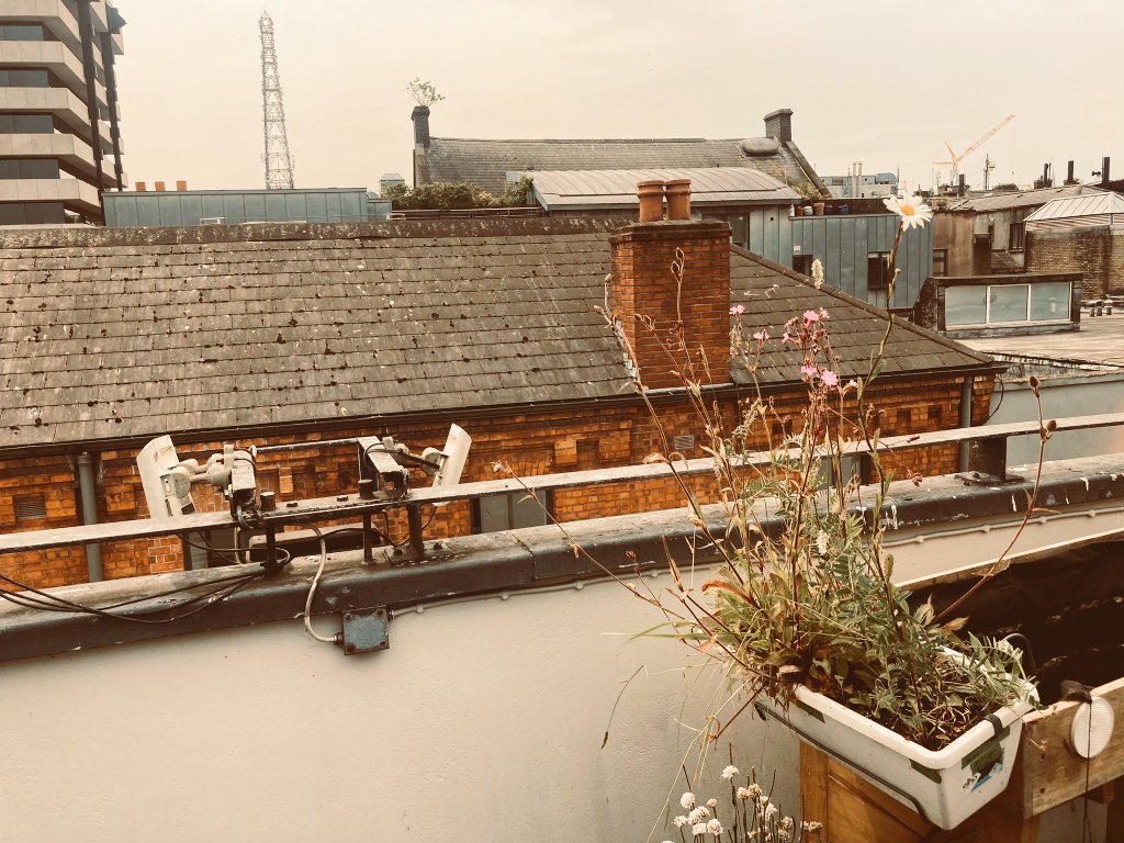 Mini Meadows tweet media