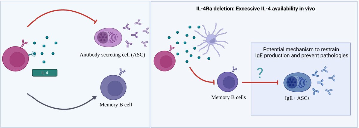 #BriefReview by Clarissa R. Chakma & #JI_Editor @KimLJacobson  discussing 'Requirements of #IL4 during the Generation of #BCellMemory' #ReadTheJI #immunology @MonashUni #ReadtheJI 👉doi.org/10.4049/jimmun…