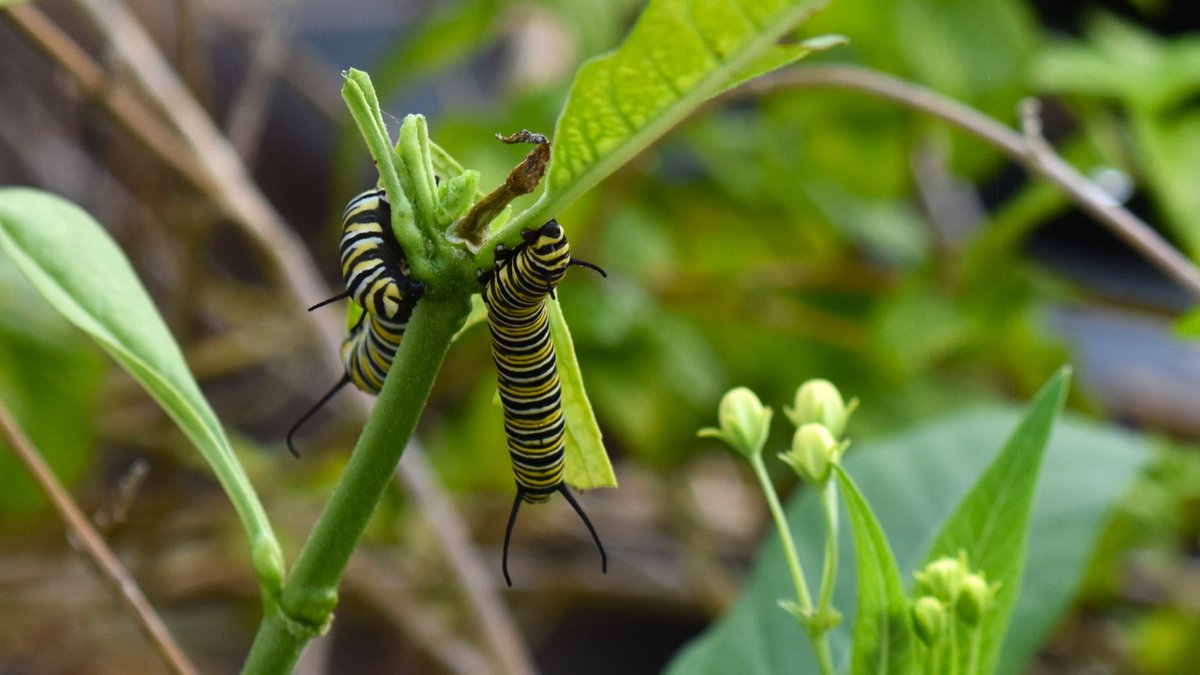 Kissimmee Wildlife on Twitter "We try to keep a bountiful milkweed