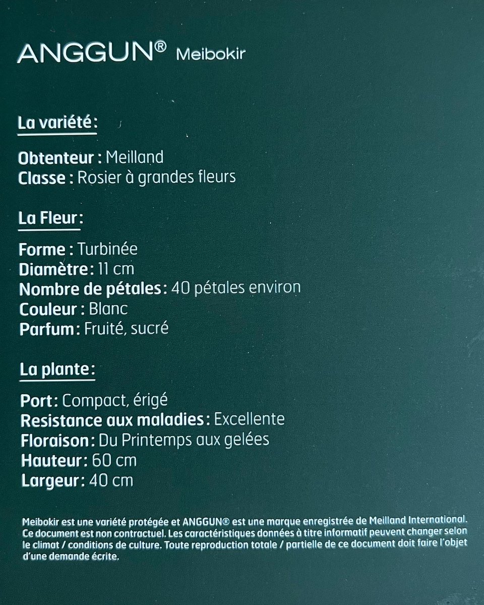 Such an honour to have a rose named after me 🙏🏽 The rose ANGGUN is white, has about 40 petals, with a fresh, minty and fruity perfume. The rose will be available across Europe starting in October 🤍🤍🤍