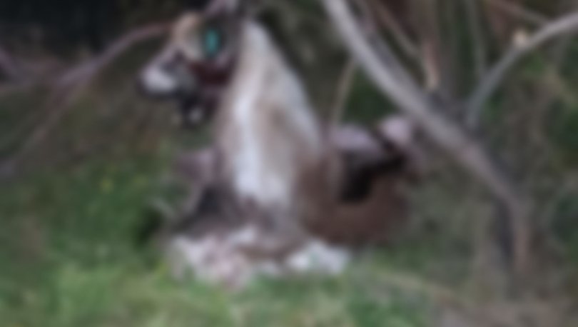 AvGulcinYapici's tweet photo. Ankarada yaşanan 17 köpeğin asılıp öldürülmek istendiği 3 köpeğin öldürüldüğü, 14 köpeğin kurtarıldığı fakat eziyet gördüğü öldürülmek istendiği gerekçesiyle her bir can için katillerinin bulunup  cezalandırılması ve ivedilikle tutuklanması  istemli Ankara  Cumhuriyet Başsavcılığına suç duyurusunda bulundum .
Tüyler ürperten vahşet bitmediği gibi daha da arttigi açıktır .Cezaların arttırılması şarttır . @AnkaraValiligi @EmniyetAnkara @ankaradkmp